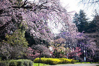 見ごろ🌸桜の雨の下にいるみたい🌸枝垂桜