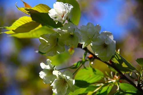 黄色い桜🌸鬱金(うこん)