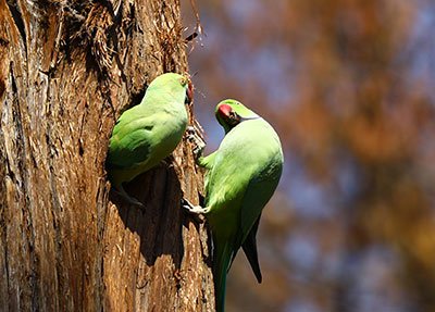 🐦ワカケホンセイインコ