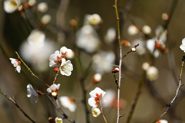 梅 初雁(はつかり)