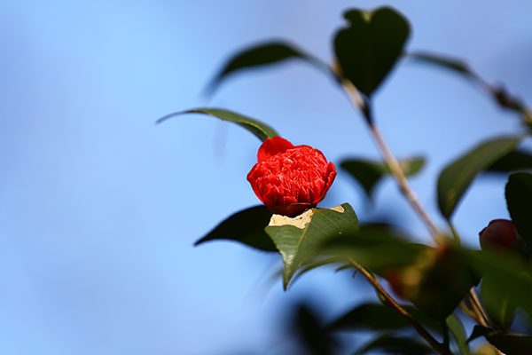 椿 「卜伴錦」(ばくはんにしき)