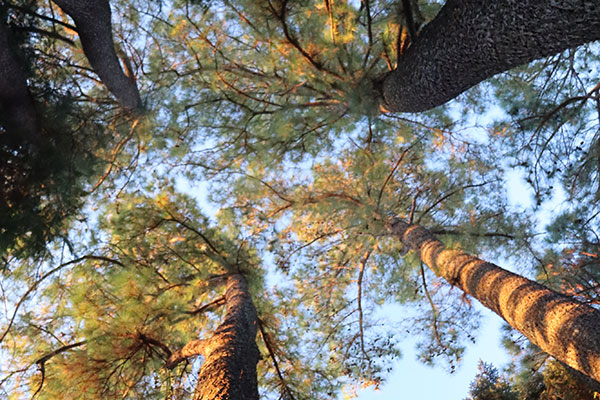 針葉樹園のパワースポット