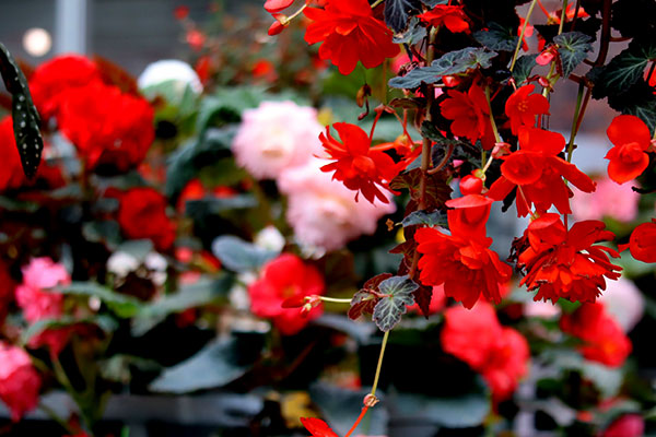 フォトジェニックなベゴニア室