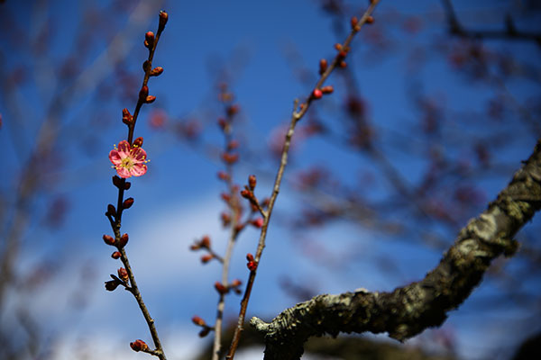 梅‘一重寒紅’