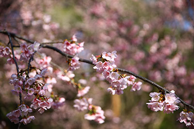 満開🌸築山の大寒桜