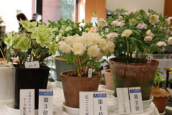 2/10-2/15クリスマスローズ展